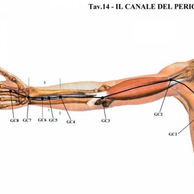 Anatomia funzionale e palpatoria applicata allo shiatsu